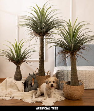 ต้น Dracaena TR003