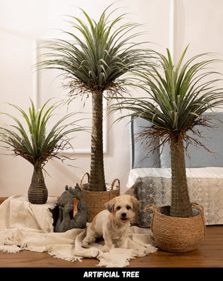 ต้น Dracaena TR003