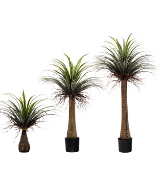 ต้น Dracaena TR003