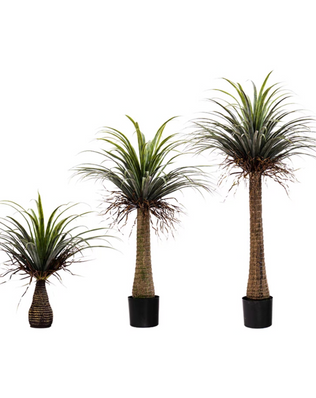 ต้น Dracaena TR003